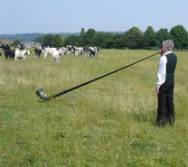 Alphorn and cows